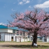 俣落小学校のエゾヤマザクラ | SAKURAGRAPH
