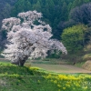田村市の桜 | SAKURAGRAPH