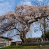 上岡のシダレザクラ | SAKURAGRAPH