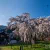 泰雲寺のシダレザクラ | SAKURAGRAPH