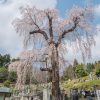 聯芳寺の桜 | SAKURAGRAPH