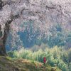 関東の桜 | SAKURAGRAPH