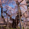 北海道・東北の桜 | SAKURAGRAPH