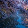 弘前公園の桜 | SAKURAGRAPH