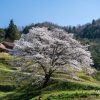 井川の一本桜 | SAKURAGRAPH