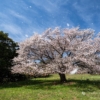 天郷の一本桜 | SAKURAGRAPH