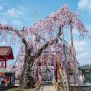 妙関寺の乙姫桜 | SAKURAGRAPH
