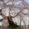 麻績の里舞台桜 | SAKURAGRAPH