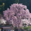 氏乗の桜 | SAKURAGRAPH