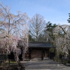 秋田の桜 | SAKURAGRAPH