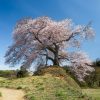 平堂壇の桜 | SAKURAGRAPH