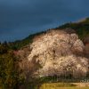 戸津辺の桜 | SAKURAGRAPH