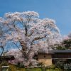 新田の桜 | SAKURAGRAPH