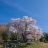 越代の桜 | SAKURAGRAPH