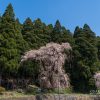 大日向観音堂のしだれ桜 | SAKURAGRAPH