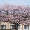 南片江の一本桜 | SAKURAGRAPH