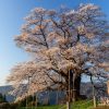 醍醐桜 | SAKURAGRAPH