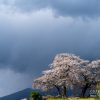 富士見町の桜 | SAKURAGRAPH