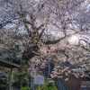板所の彼岸桜 | SAKURAGRAPH