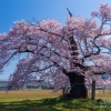 古御田神社の種蒔桜 | SAKURAGRAPH