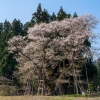 草岡の大明神ザクラ | SAKURAGRAPH