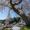 小原の極楽桜 | SAKURAGRAPH