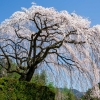 高知の桜 | SAKURAGRAPH