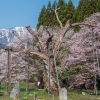 釜の越桜（釜の越農村公園内の桜群） | SAKURAGRAPH