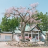 弟子屈神社の御神木 | SAKURAGRAPH