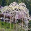慈徳寺の種蒔桜 | SAKURAGRAPH