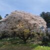 松国大山桜 | SAKURAGRAPH