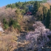 赤和観音のしだれ桜 | SAKURAGRAPH