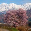 北アルプスの桜 | SAKURAGRAPH